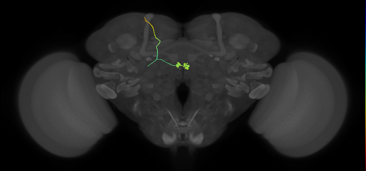SA3_bilateral_L (FlyEM-HB:1505977586)