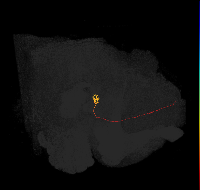 SA3_bilateral_L (FlyEM-HB:327398074)