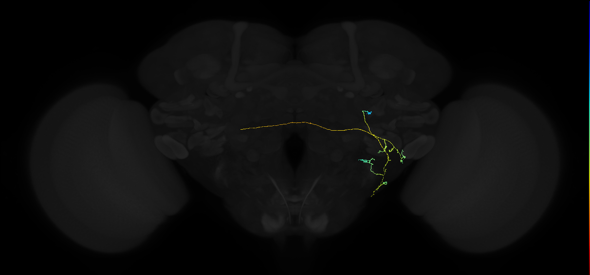 adult saddle neuron 017