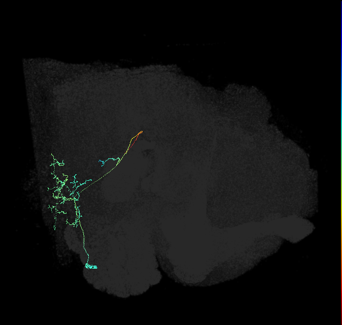 SAD062_R (FlyEM-HB:1813559869)