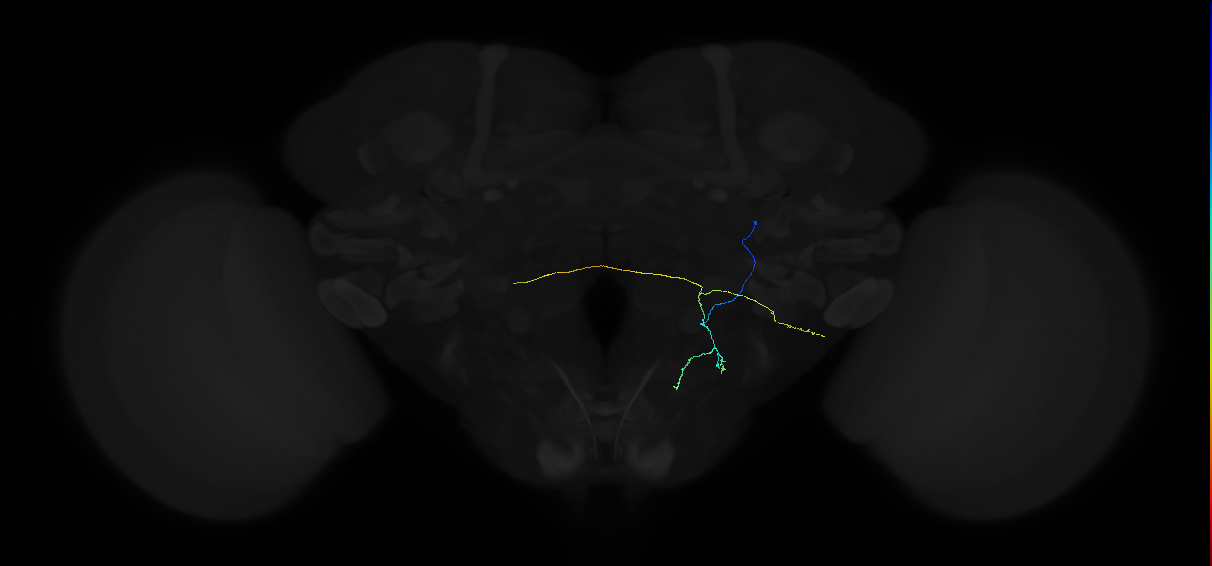 adult saddle neuron 069