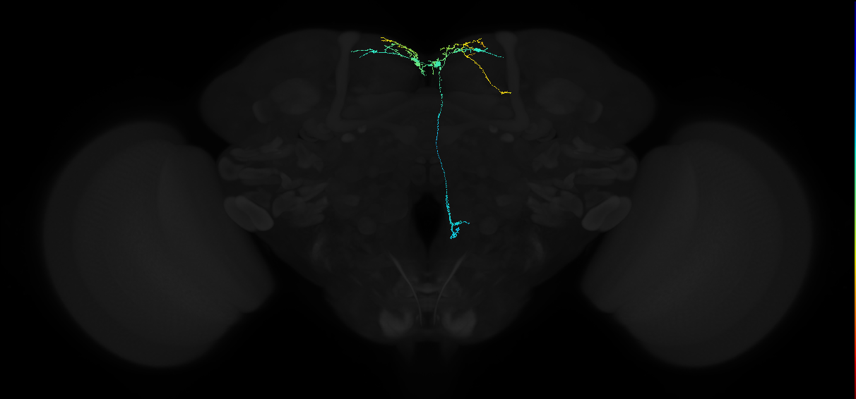 adult sex peptide abdominal ganglion neuron