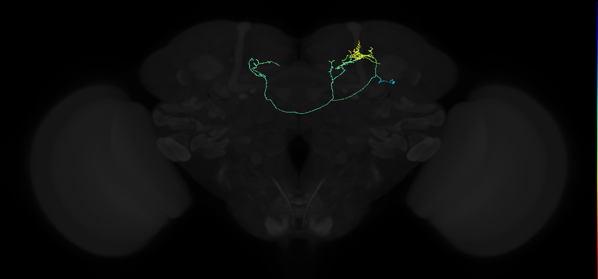 adult superior intermediate protocerebrum neuron 003