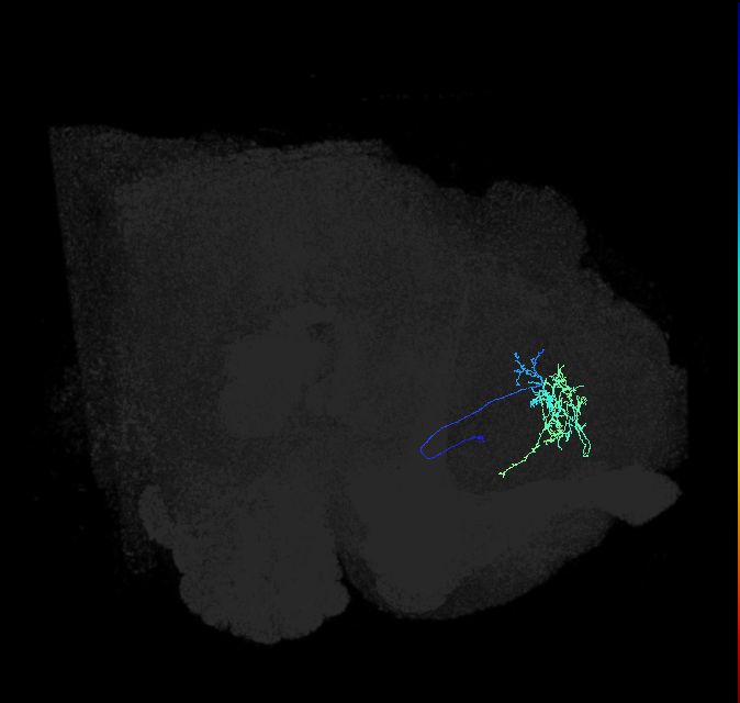 SIP013_R (FlyEM-HB:609591686)