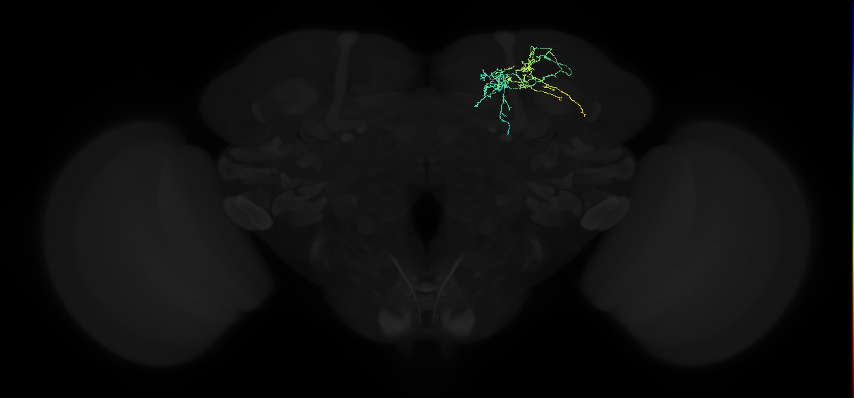 adult superior intermediate protocerebrum neuron 014