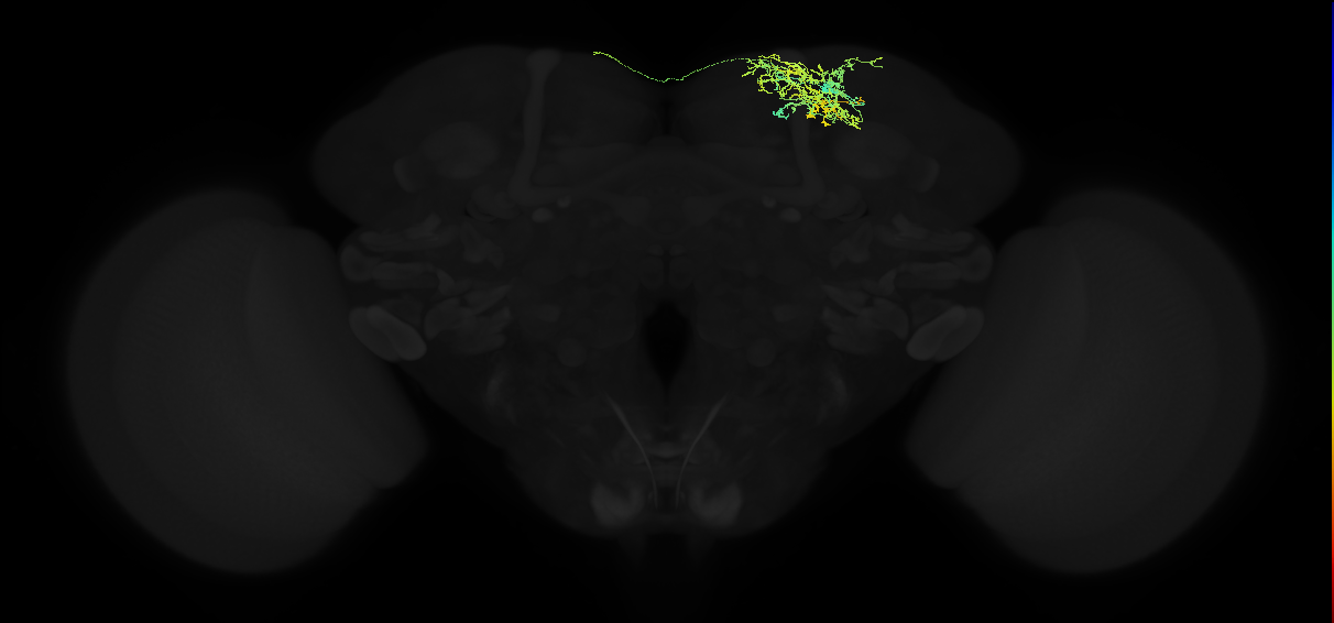 adult superior intermediate protocerebrum neuron 019