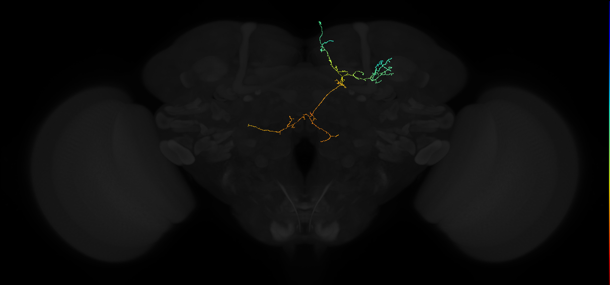 adult superior intermediate protocerebrum neuron 021