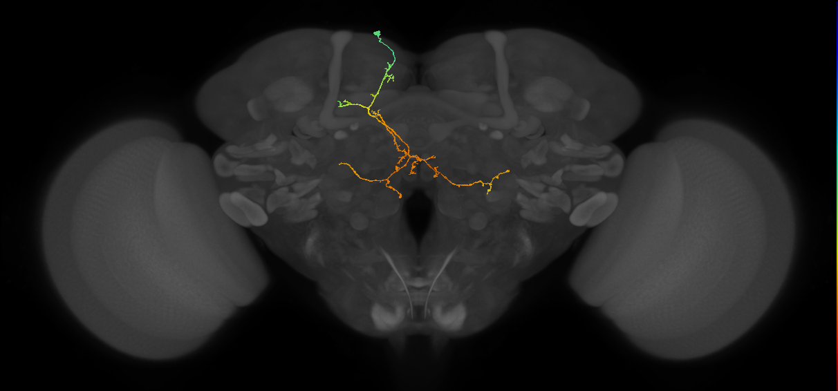 SIP021(ADM01)_L (FlyEM-HB:766950752)