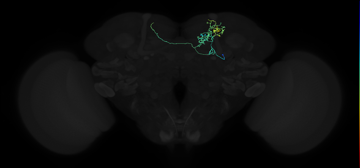 adult superior intermediate protocerebrum neuron 028