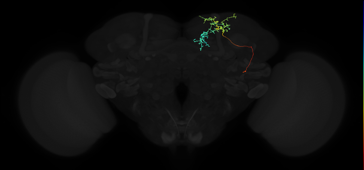 adult superior intermediate protocerebrum neuron 030