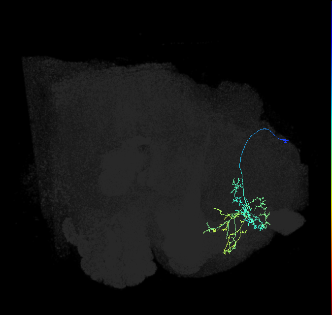 SIP038_R (FlyEM-HB:580282938)