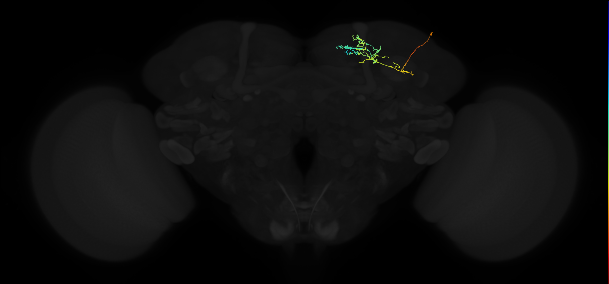 adult superior intermediate protocerebrum neuron 045