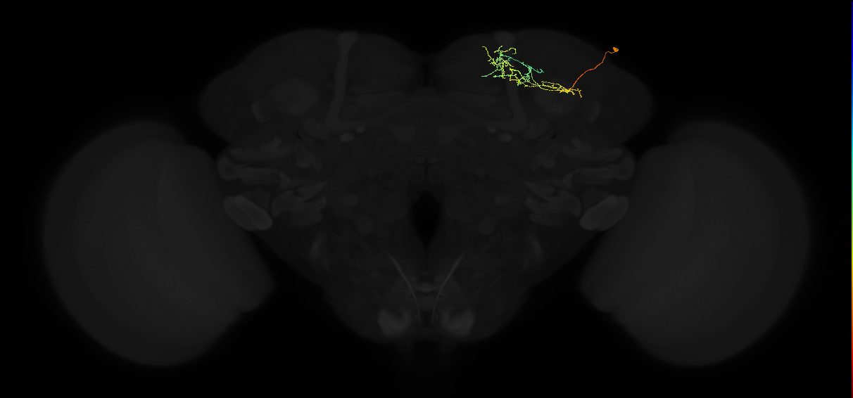 adult superior intermediate protocerebrum neuron 050
