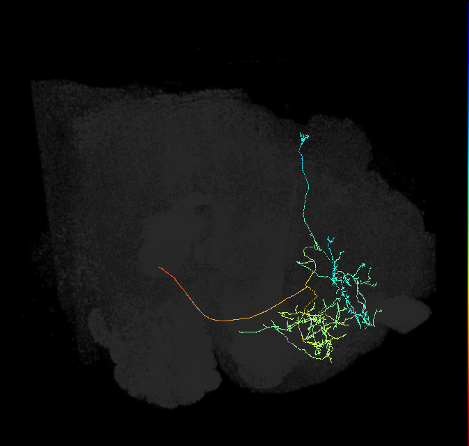 adult superior intermediate protocerebrum neuron 053