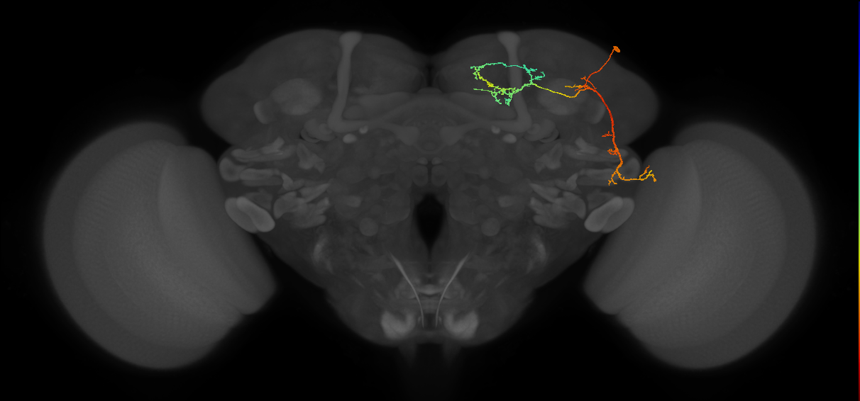 SIP061_R (FlyEM-HB:704785546)