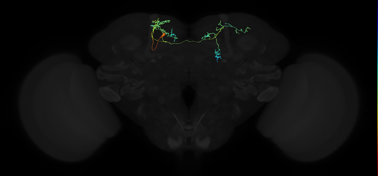 adult superior intermediate protocerebrum neuron 066