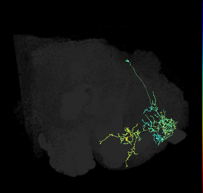 SIP070_R (FlyEM-HB:5812980514)