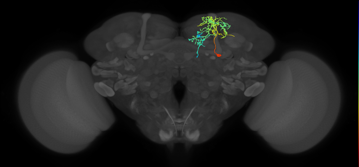 SIP070_R (FlyEM-HB:5812980514)