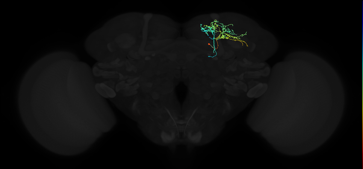 adult superior intermediate protocerebrum neuron 071