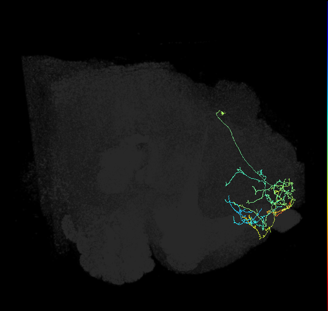 SIP076_R (FlyEM-HB:298931489)