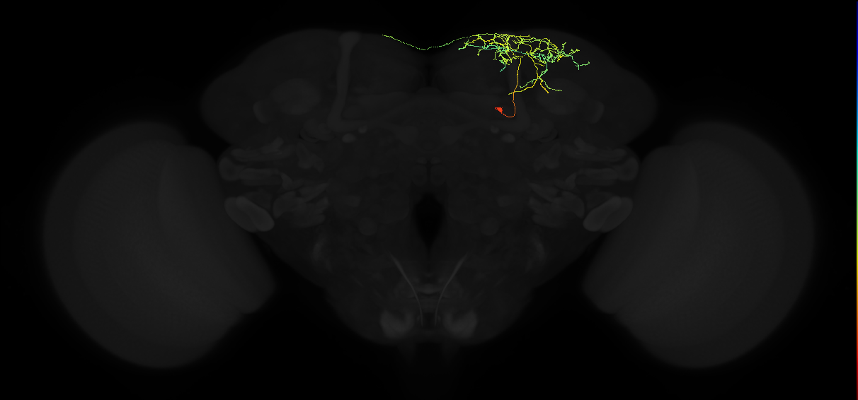 adult superior intermediate protocerebrum neuron 076