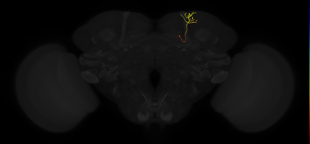 adult superior intermediate protocerebrum neuron 079