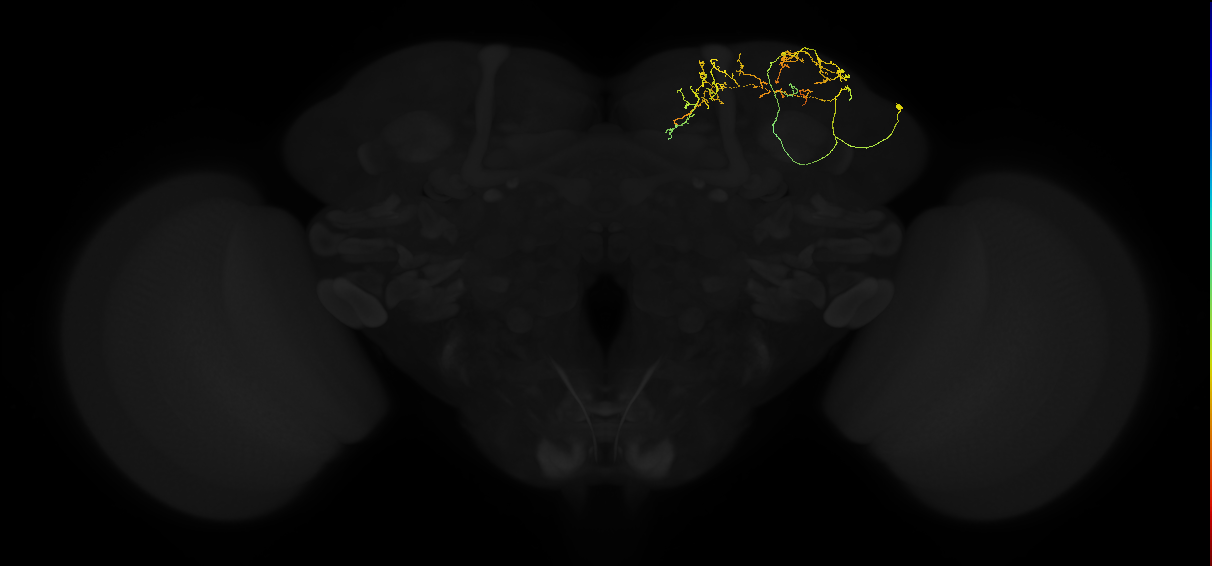 adult superior lateral protocerebrum neuron 009