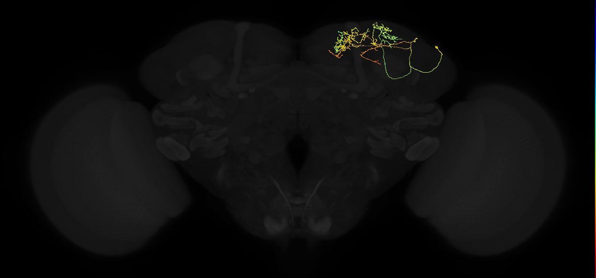 adult superior lateral protocerebrum neuron 010