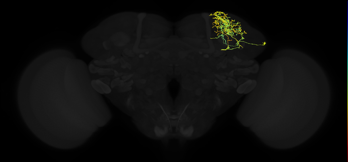 adult superior lateral protocerebrum neuron 011