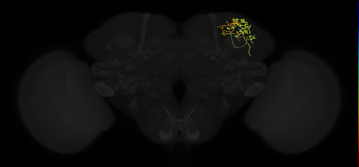 adult superior lateral protocerebrum neuron 012