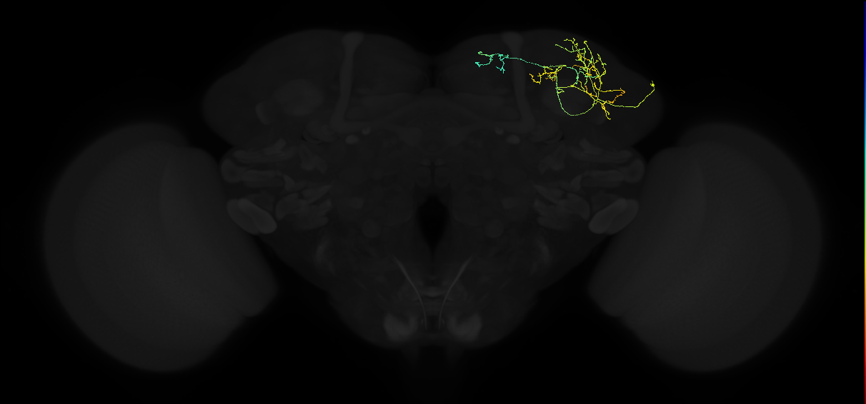 adult superior lateral protocerebrum neuron 013