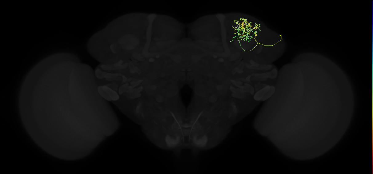 adult superior lateral protocerebrum neuron 014