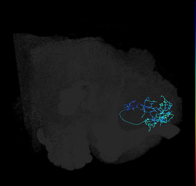 SLP015_c_R (FlyEM-HB:359227113)