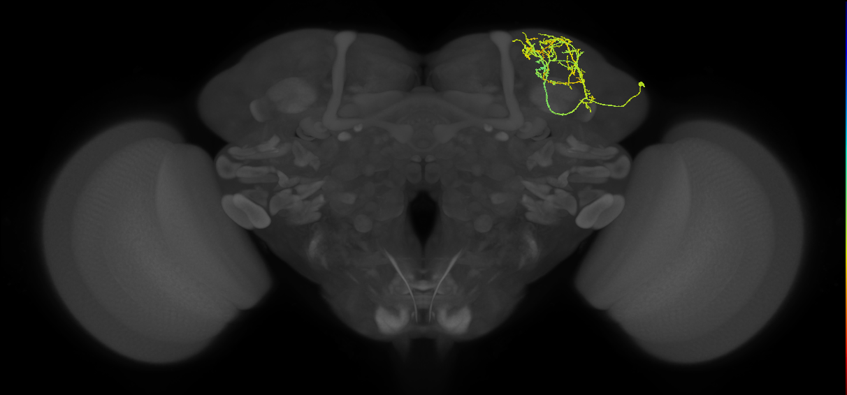 SLP015_c_R (FlyEM-HB:359227113)