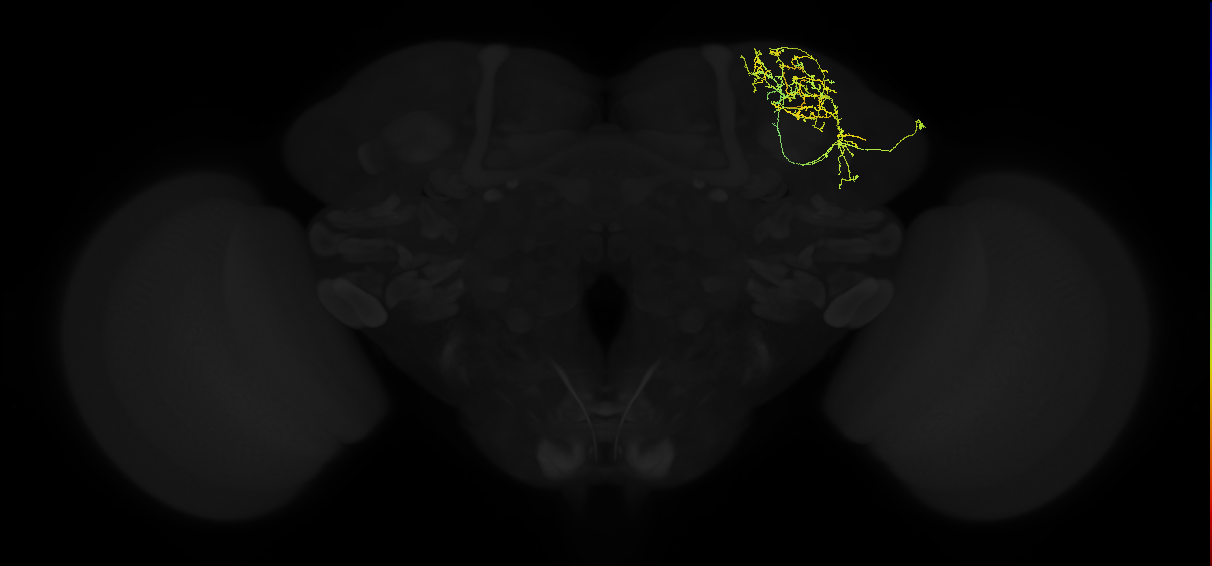 adult superior lateral protocerebrum neuron 015