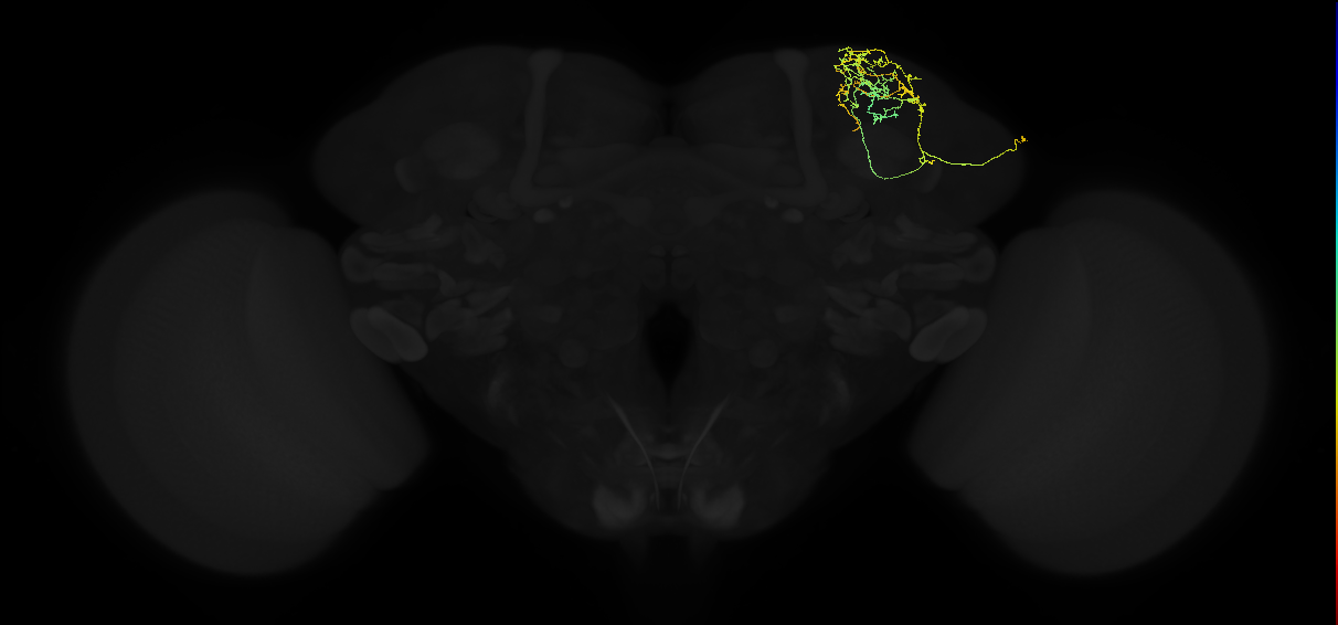 adult superior lateral protocerebrum neuron 017