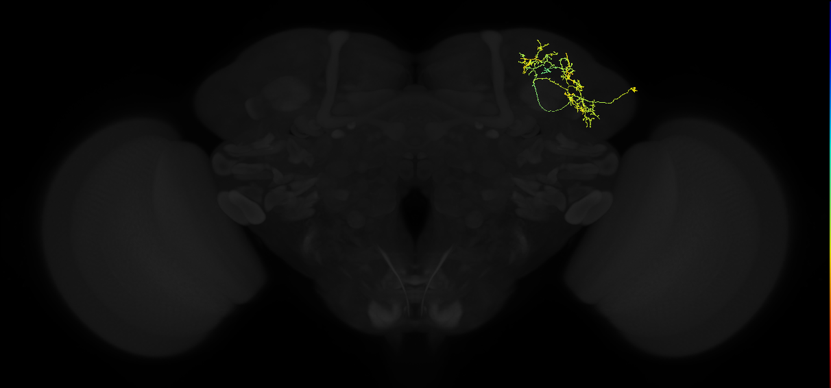 adult superior lateral protocerebrum neuron 018