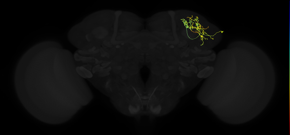 adult superior lateral protocerebrum neuron 018