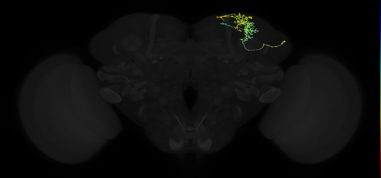 adult superior lateral protocerebrum neuron 019
