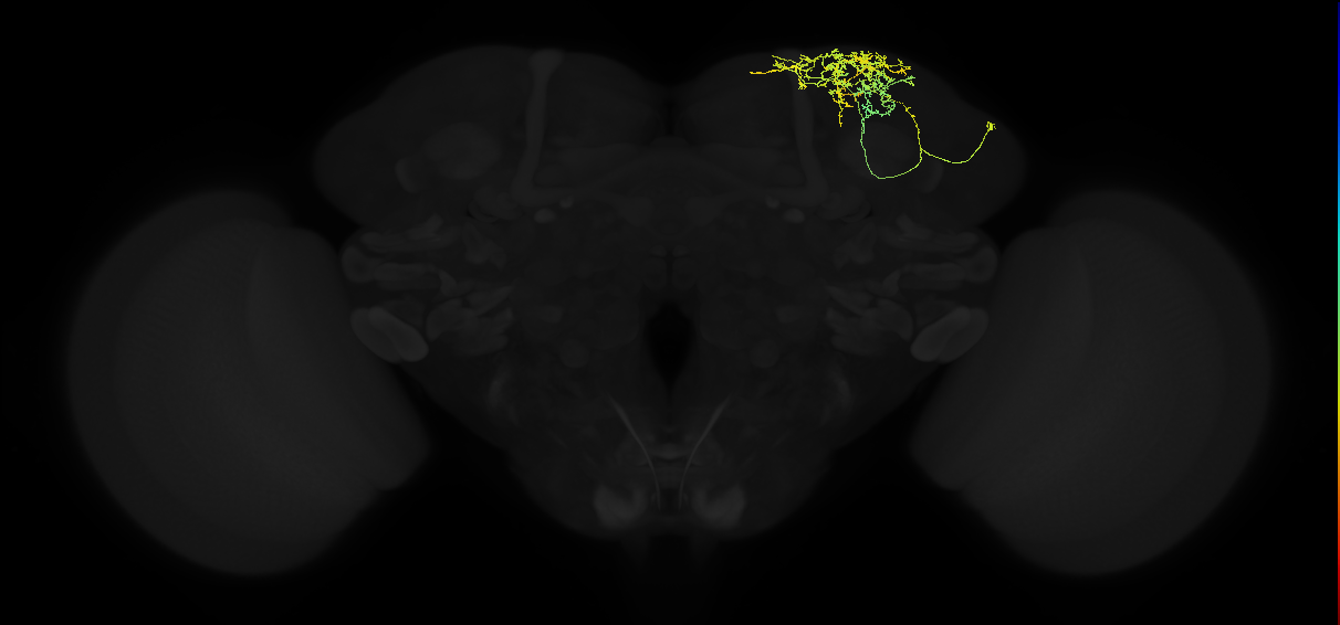 adult superior lateral protocerebrum neuron 020