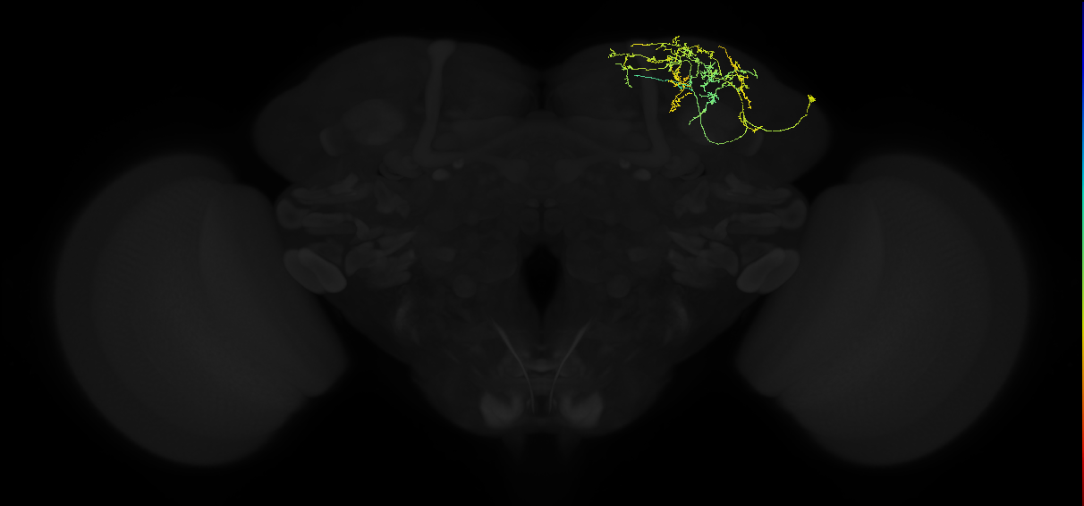 adult superior lateral protocerebrum neuron 021