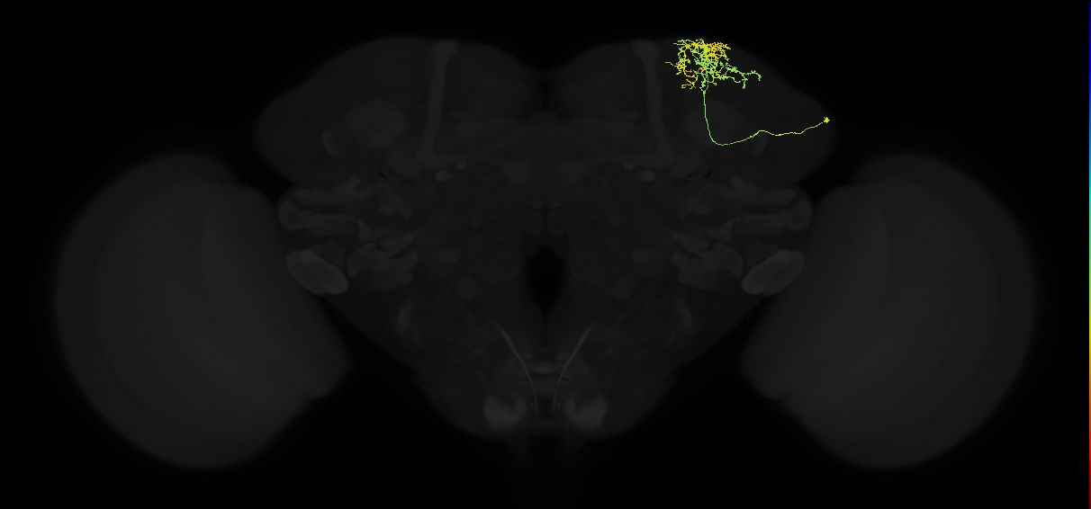 adult superior lateral protocerebrum neuron 022