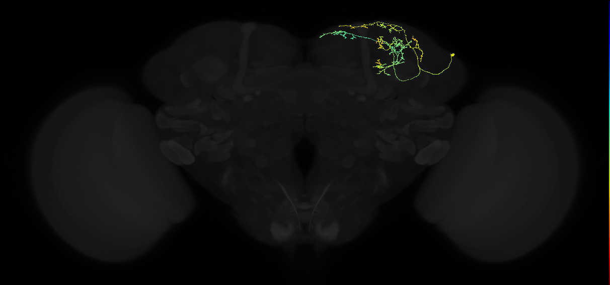 adult superior lateral protocerebrum neuron 023