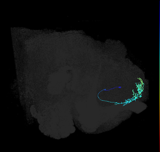 SLP024_a_R (FlyEM-HB:296842335)