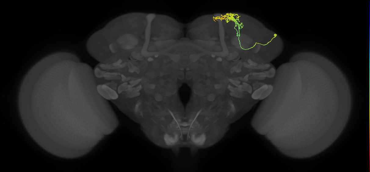 SLP024_a_R (FlyEM-HB:296842335)