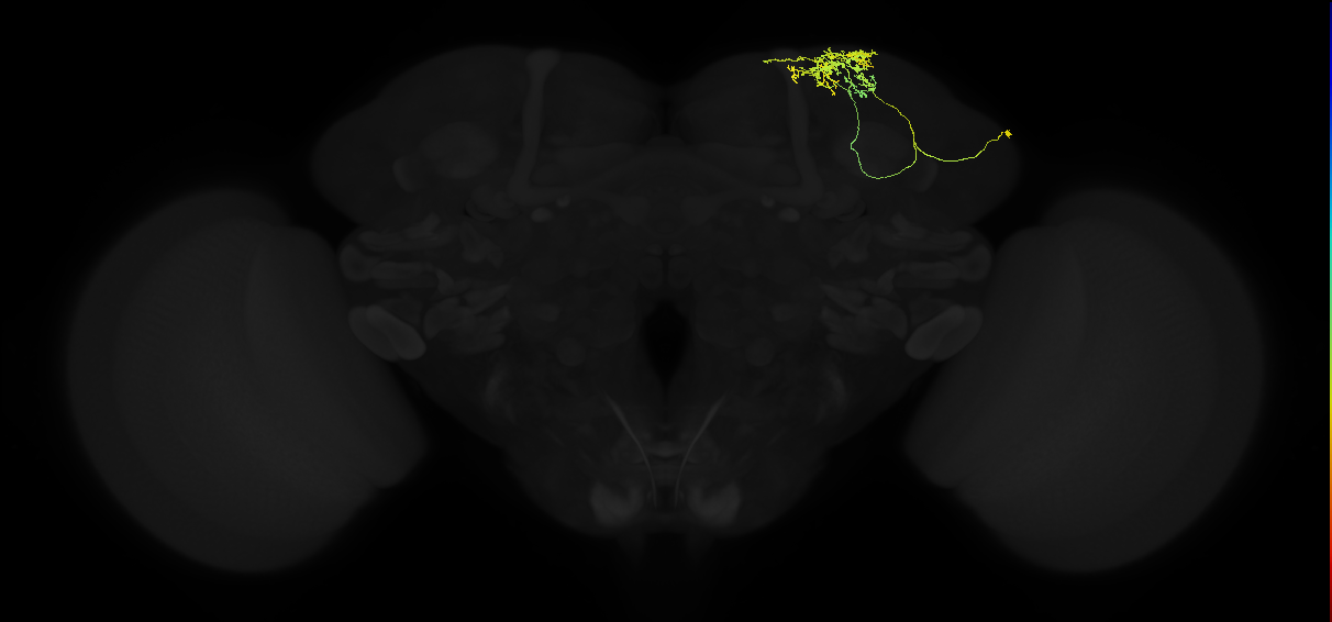 adult superior lateral protocerebrum neuron 024