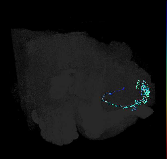 SLP024_b_R (FlyEM-HB:297528741)