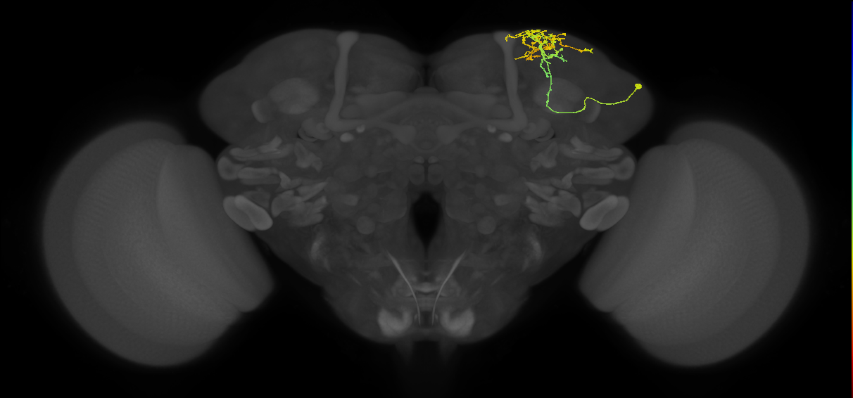 SLP024_b_R (FlyEM-HB:297528741)