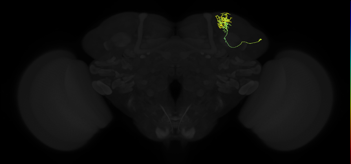 adult superior lateral protocerebrum neuron 025