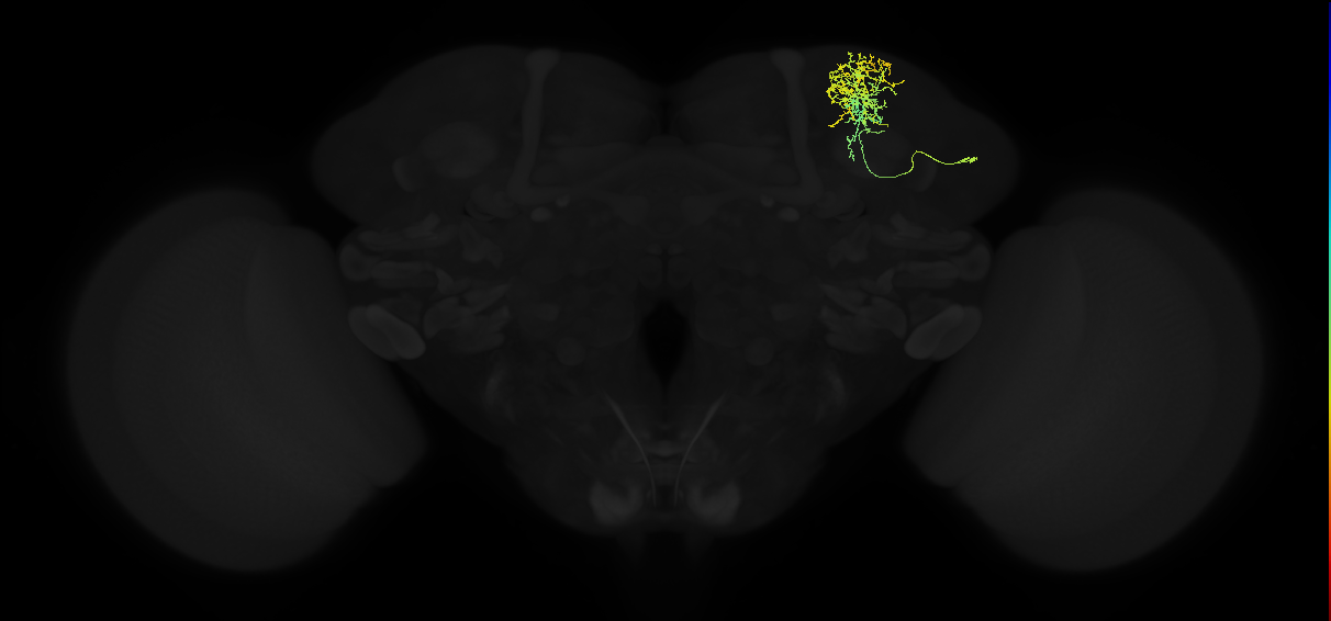 adult superior lateral protocerebrum neuron 025
